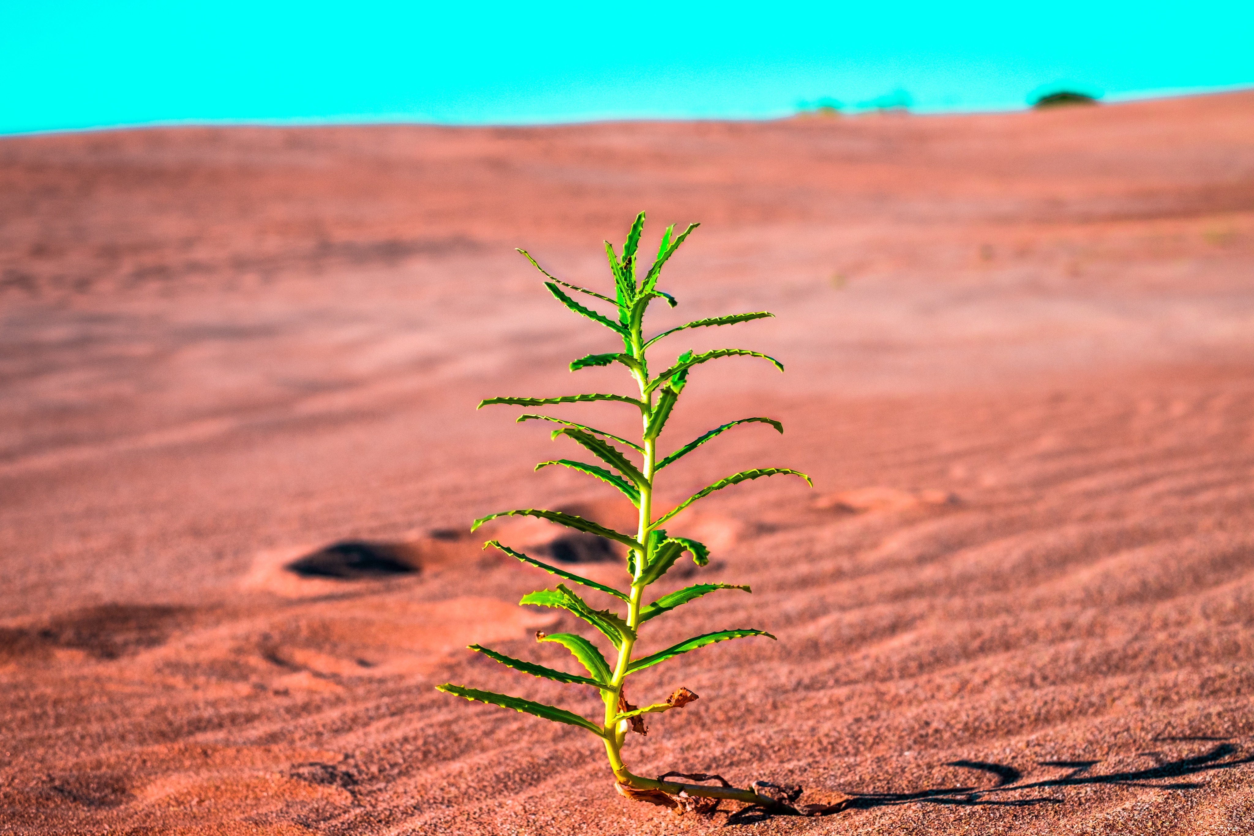 Close Up Plant Growing Land