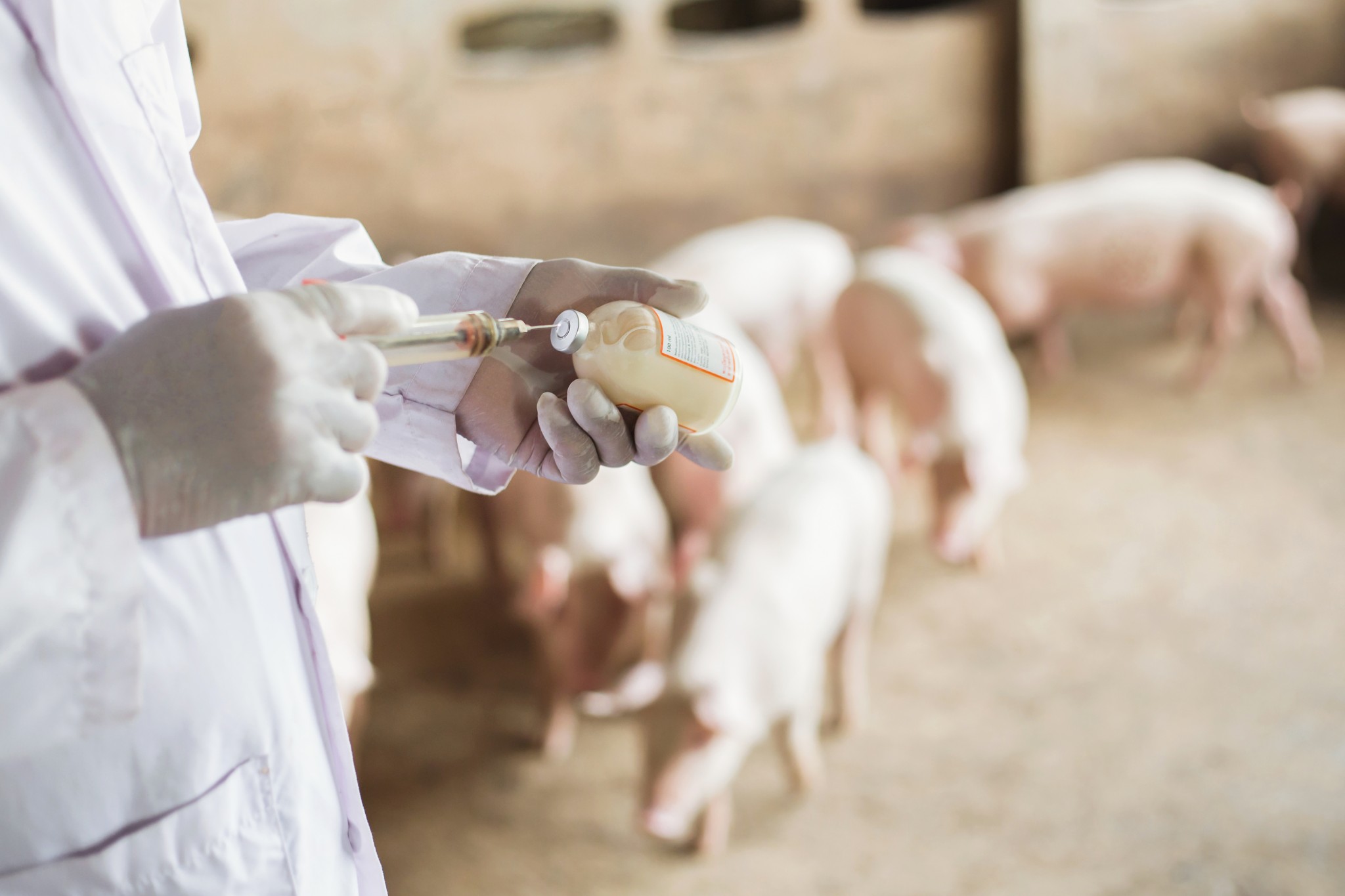 Veterinary Asians working in pig farms.