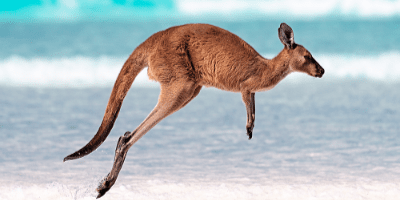 Kangaroo