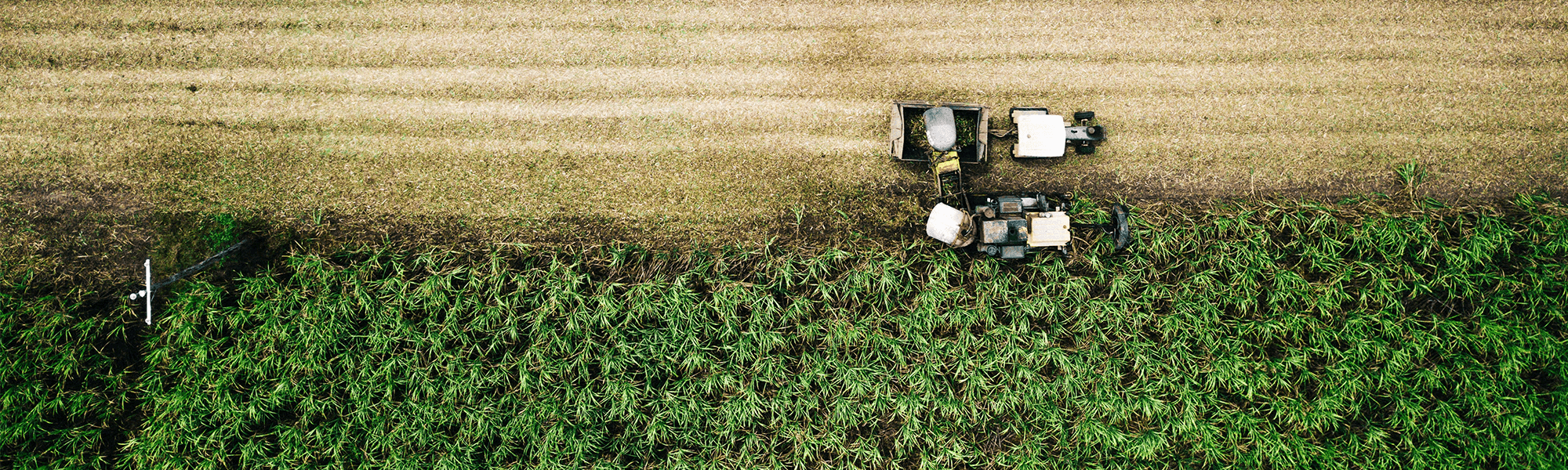 labourers working in sugar cane farm