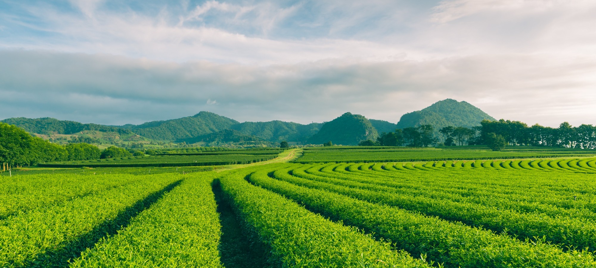 Tea plantation landscape at sunrise