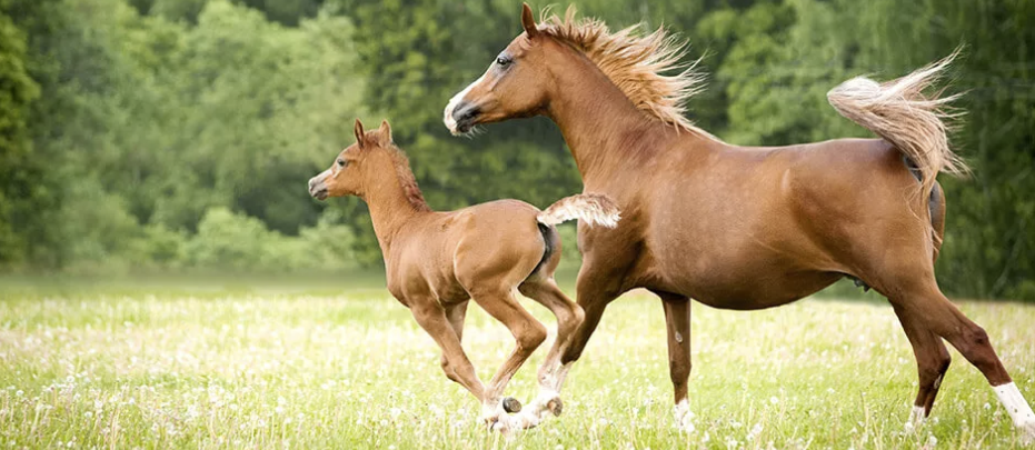 Horse Breeder, or Horse Stud Manager