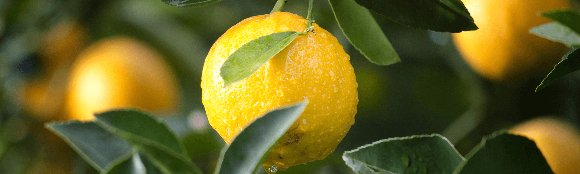 Photograph of Citrus Tree