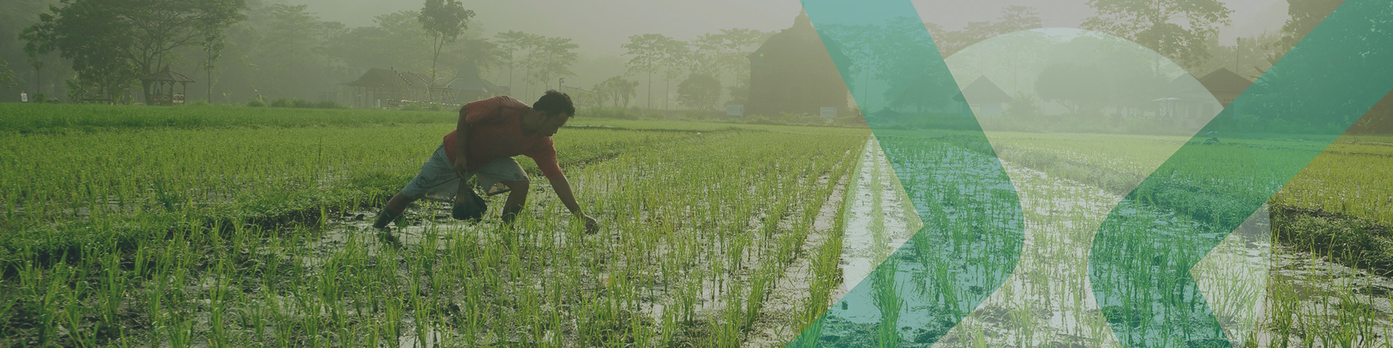 Man in rice field, green, NextWave Partners