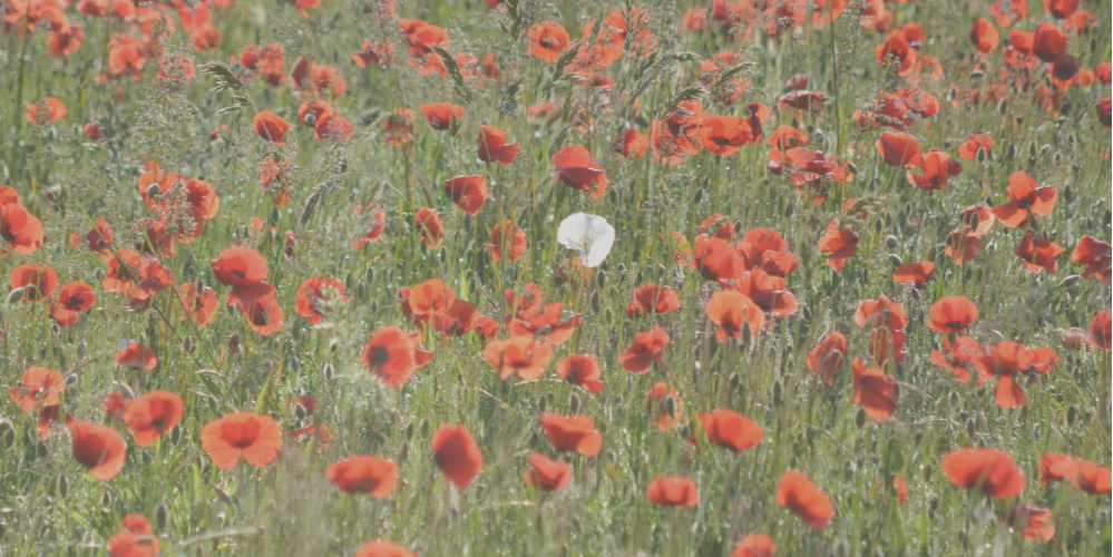 One white poppy in a field of red