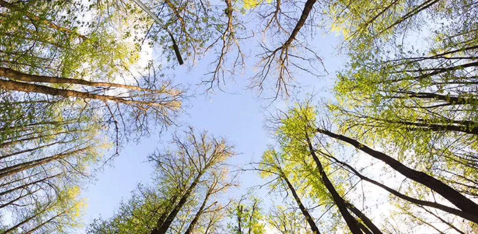 Conservation Officer