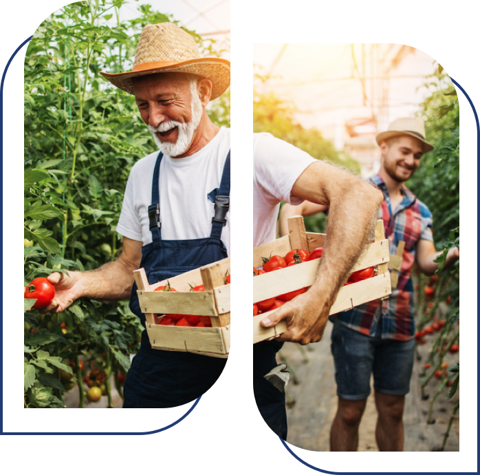 Farmers smiling will picking tomatoes