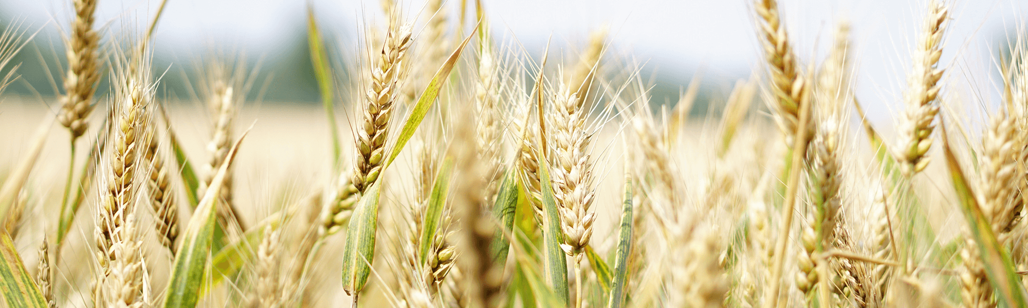 Photograph of Wheat Field