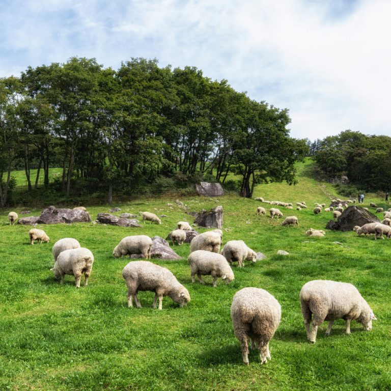 Australia’s Sheep Facial Recognition Technology Nears Implementation