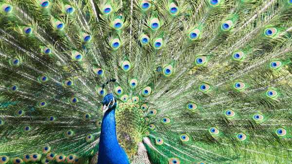 Peacock Plumage Sm