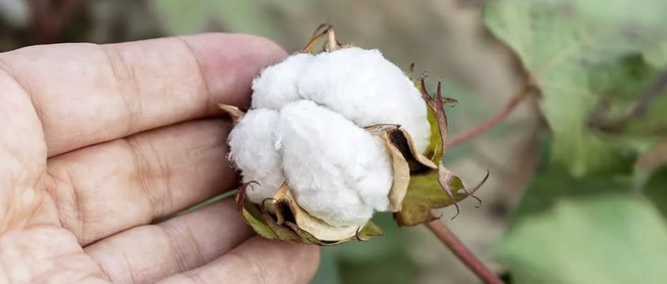 Cotton Grower 