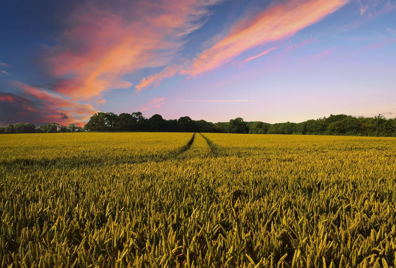 Minimum wage introduced for Australian farm workers