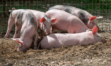 Pig Farming