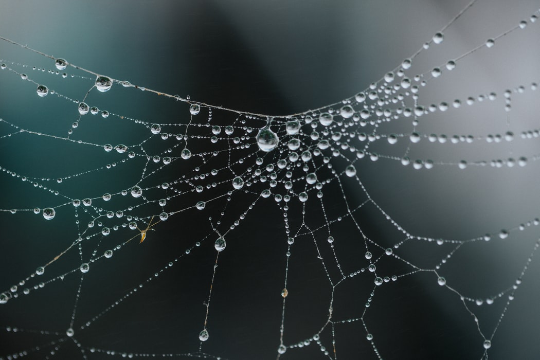 Spider web covered in rain drops with blurry background