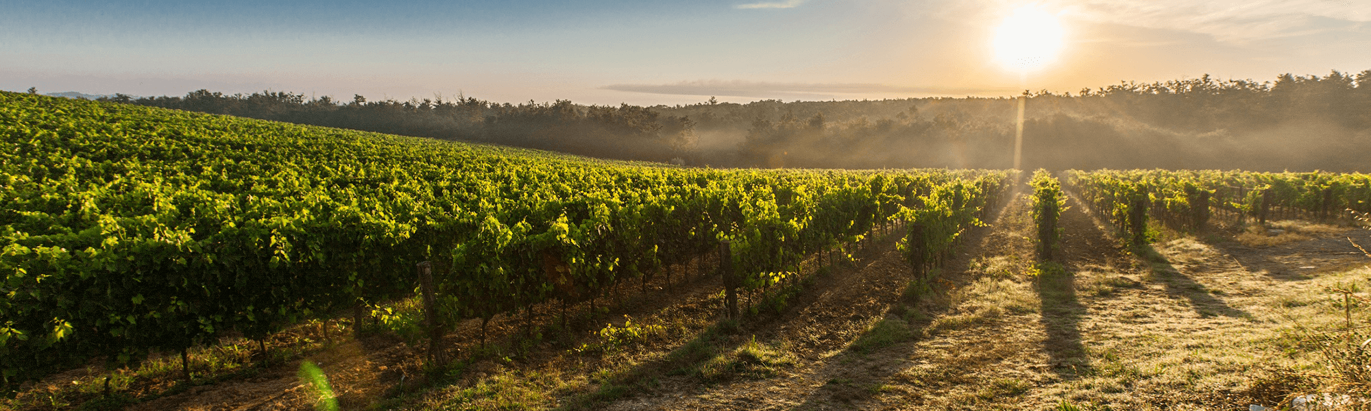 Vineyards in Mornington Peninsula outside Melbourne