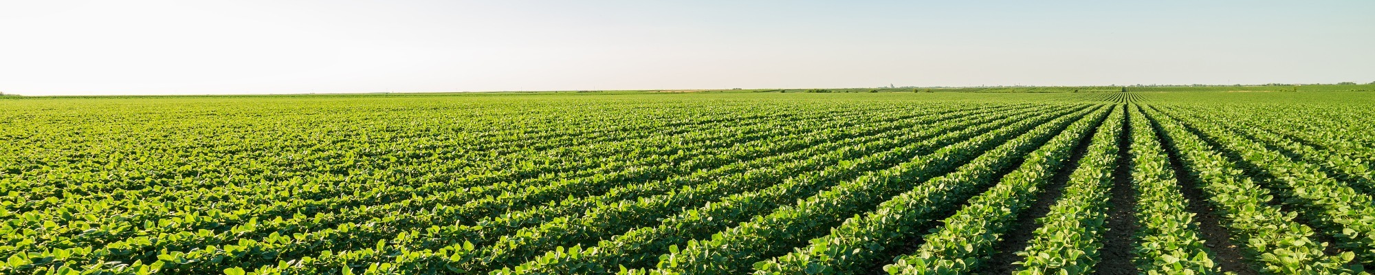 Cabbage farm