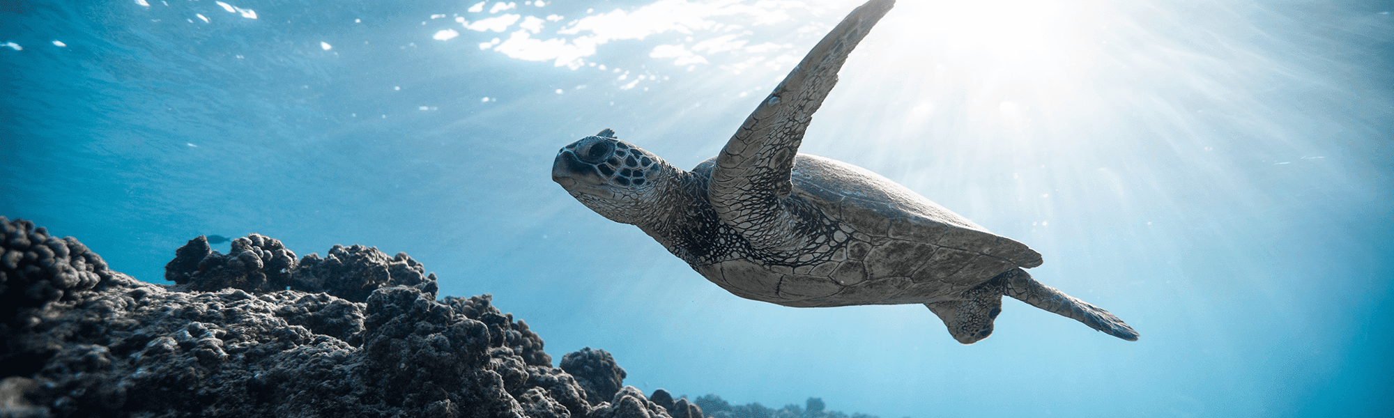 Sea Turtle Swimming in the Great Barrier Reef