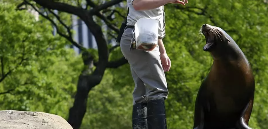 Animal Attendants and Trainers (nec)