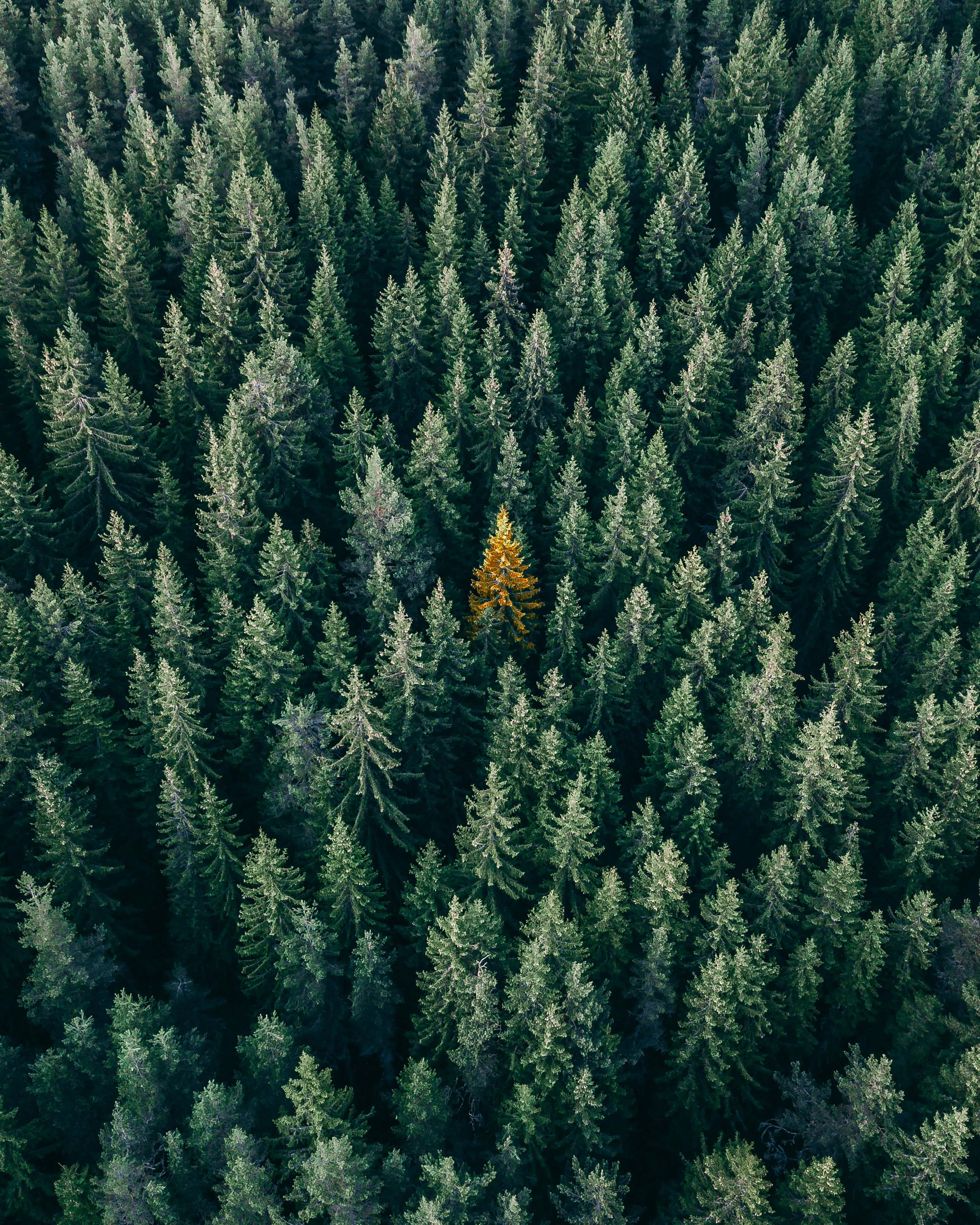 Golden tree stands out in middle of the forest