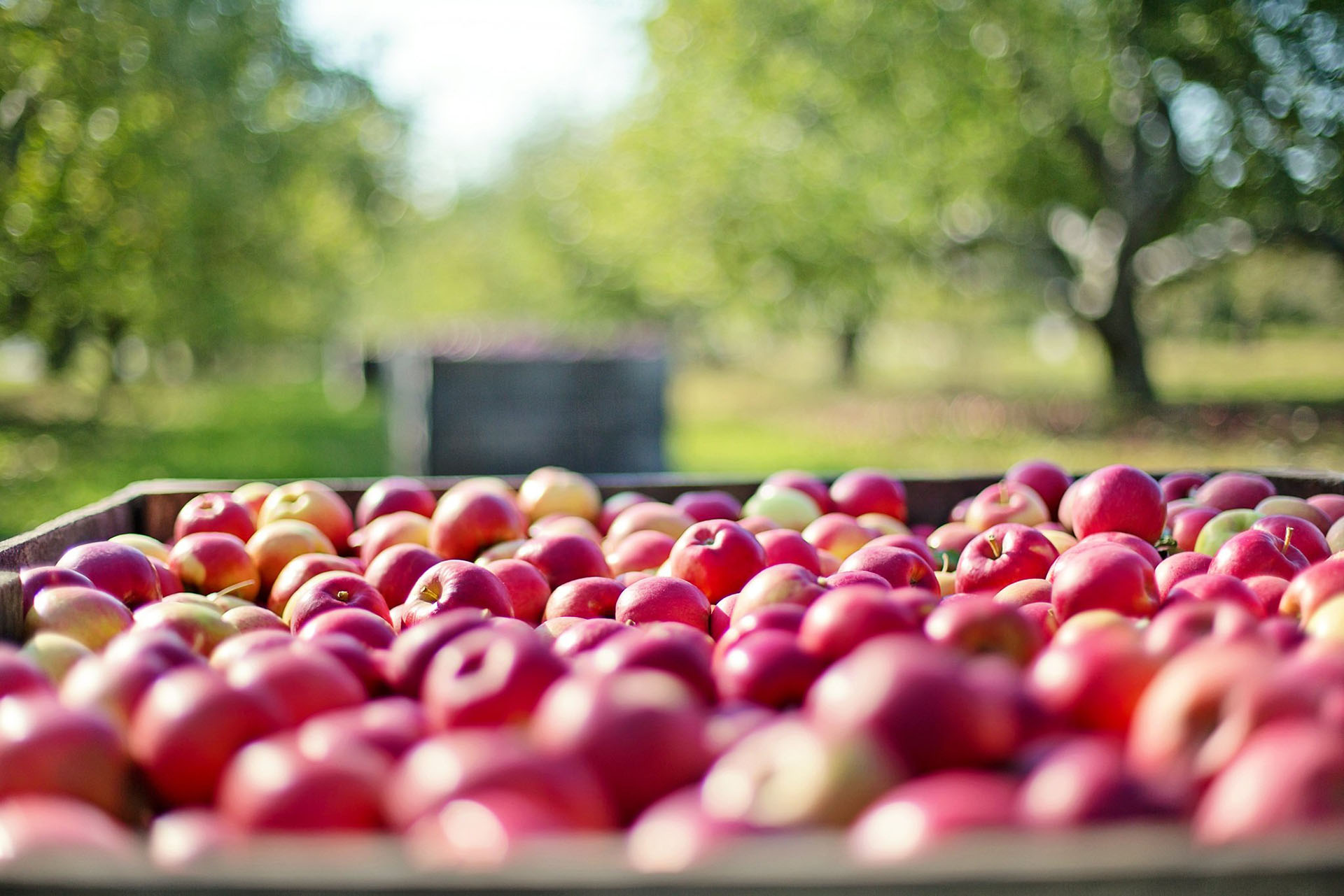 Finding harvest work