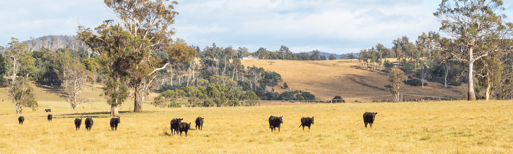 Moree beef farm