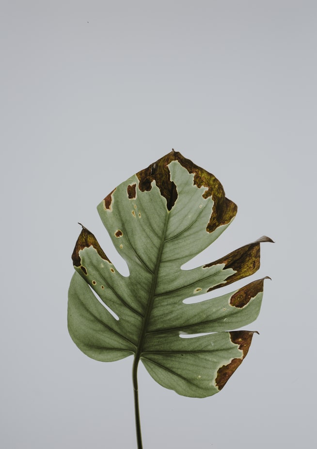 Deteriorating leaf with green and brown patches