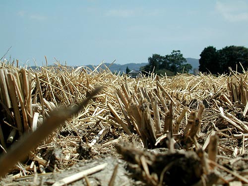 Rice paddy field