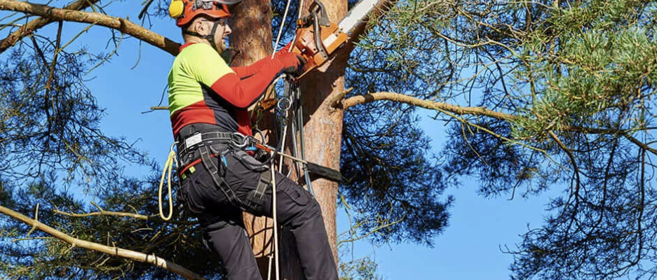 Arborist
