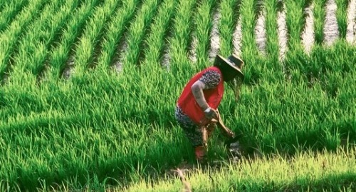 Old farmer on a paddy field