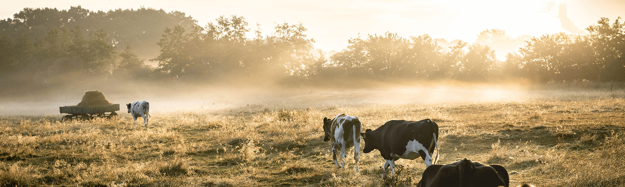 Photograph of Cattle Farm