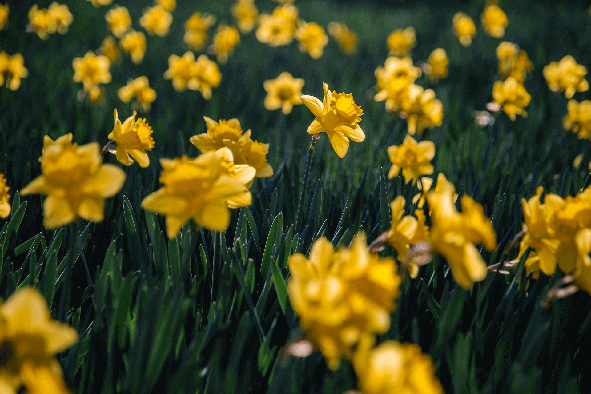 Daffodil Day