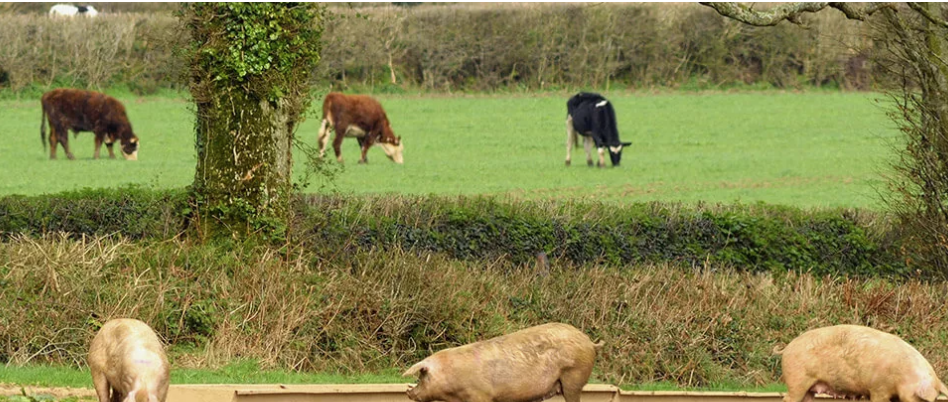 Mixed Crop and Livestock Farmer