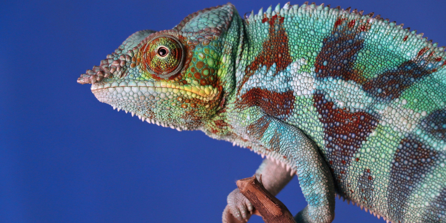 Blog Adaptability-the only hiring strategy for the future