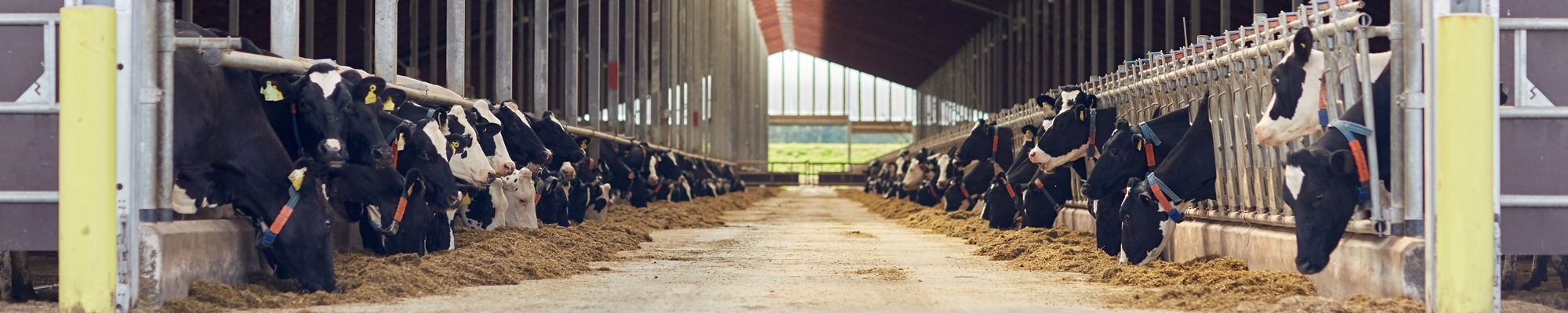 Indoor poultry farm