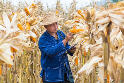 Corn field