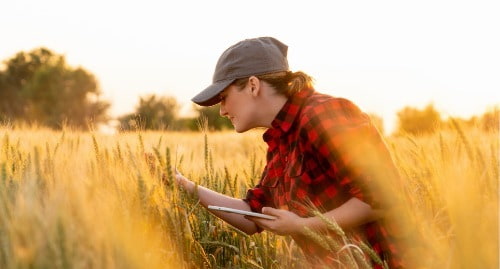 Farmer inspecting their crop