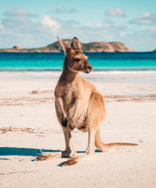 Young Kangaroo on the beach with blue ocean 
