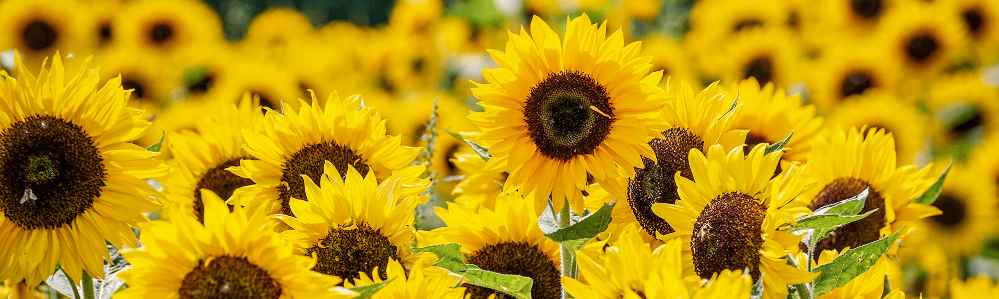 Sunflower Field