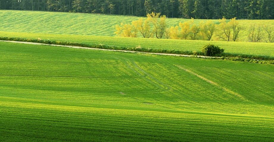 Grain, Oilseed or Pasture Grower