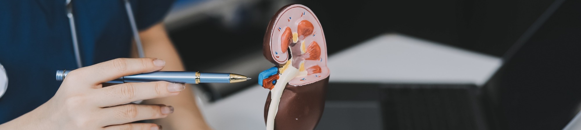 Renal Medicine Specialist reviewing kidney health results with a patient in an Australian medical clinic.